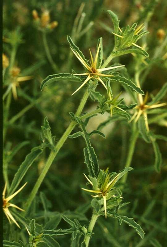 Magyar név: Útszéli imola Latin név: Centaurea calcitrapa Család: Fészekvirágzatúak (Asteraceae)