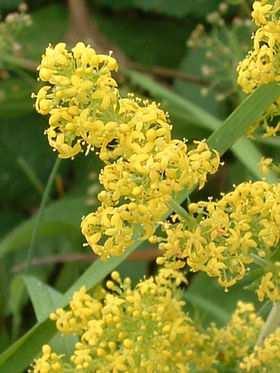 (Rubiaceae) Flóraelem: eurázsiai