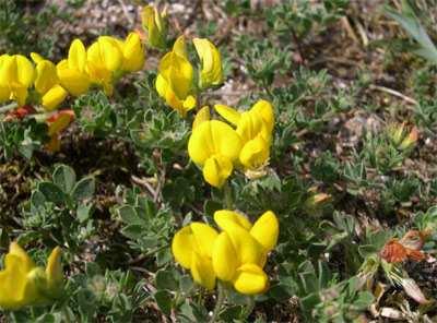 (Fabaceae) Flóraelem: dél-eurázsiai