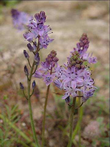 Magyar név: İszi csillagvirág Latin név: Scilla autumnalis Család: Liliomfélék (Liliaceae) Flóraelem: