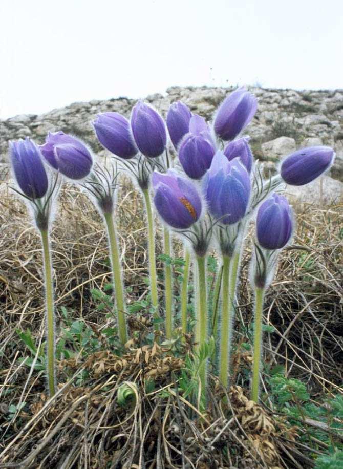 Magyar név: Kökörcsin-fajok Latin név: Pulsatilla Család: Boglárkafélék (Ranunculaceae)