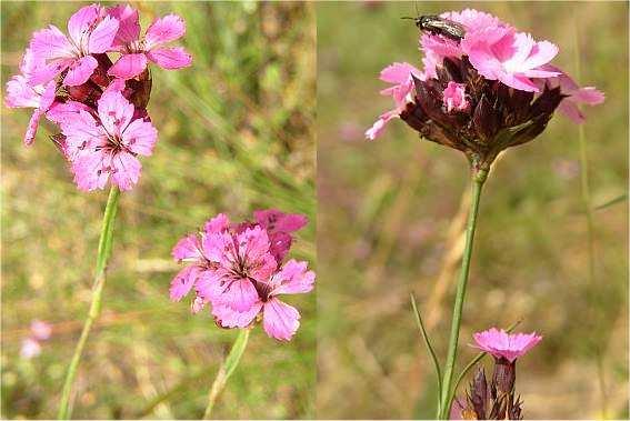 Szegfőfélék (Caryophyllaceae)