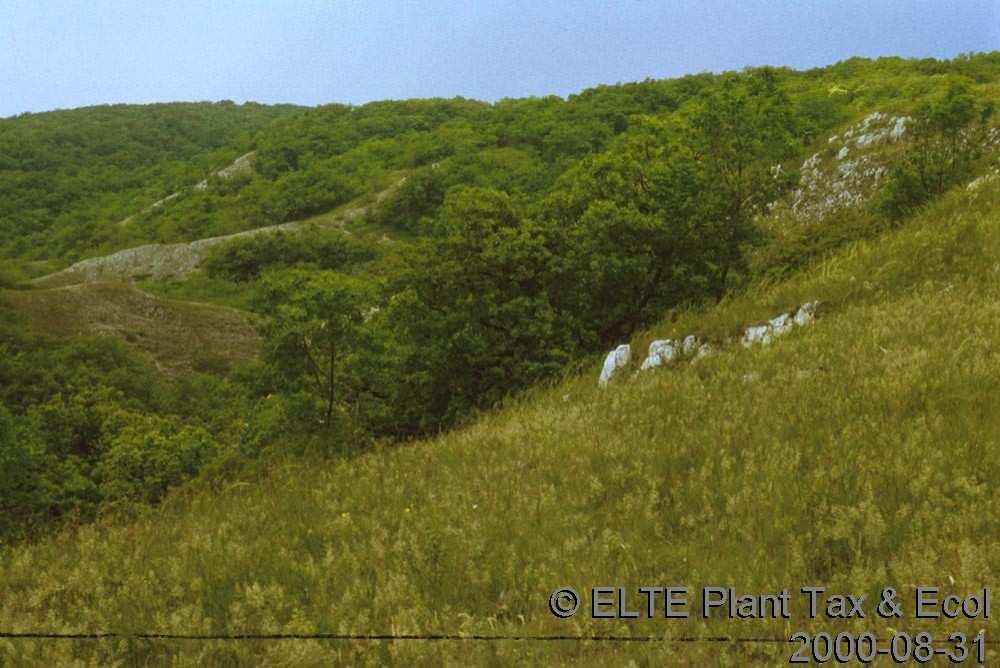 C. Dolomit