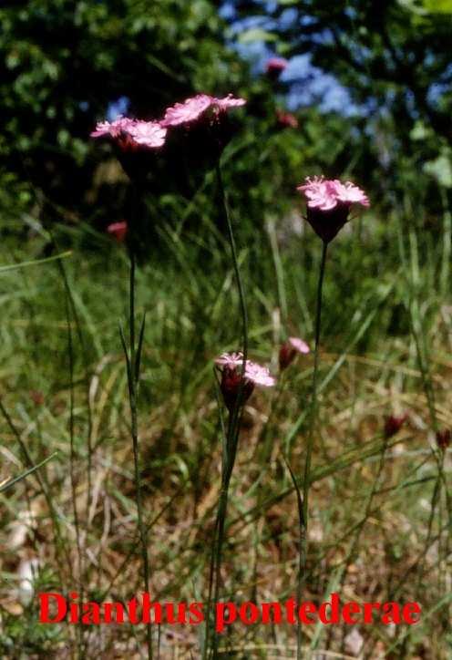 csenkesz fajok Festuca fajok árvalányhaj fajok Stipa fajok homoki pimpó - Potentilla arenaria tavaszi hérics