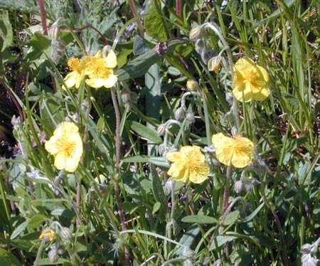 Magyar név: Közönséges napvirág Latin név: Helianthemum ovatum Család: Szuharfélék