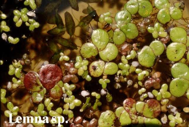 (Lemnaceae) Flóraelem: kozmopolita