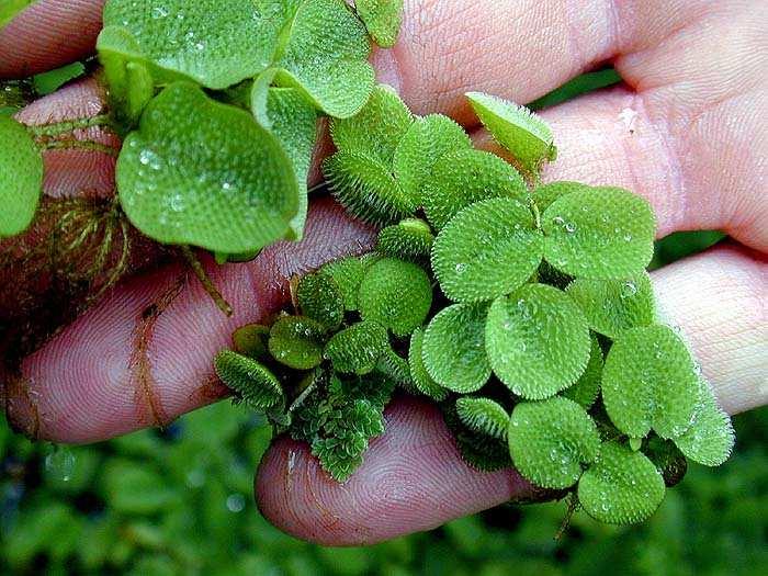 Magyar név: Rucaöröm Latin név: Salvinia natans Család: Rucaörömfélék (Salviniaceae)