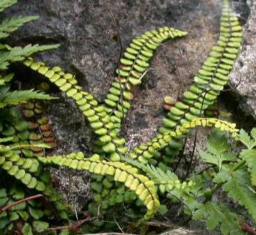 Magyar név: Aranyos fodorka Latin név: Asplenium trichomanes Család: Fodorkafélék
