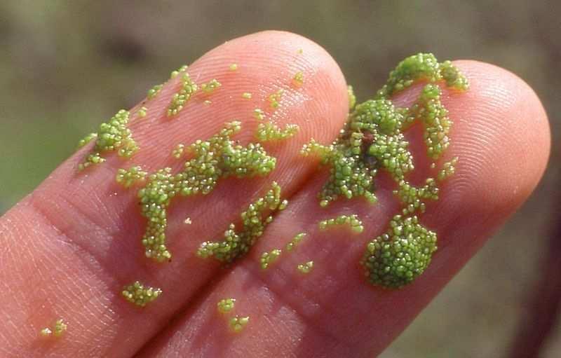 arrhiza