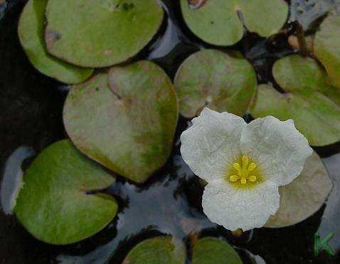 (Hydrocharitaceae) Flóraelem: eurázsiai