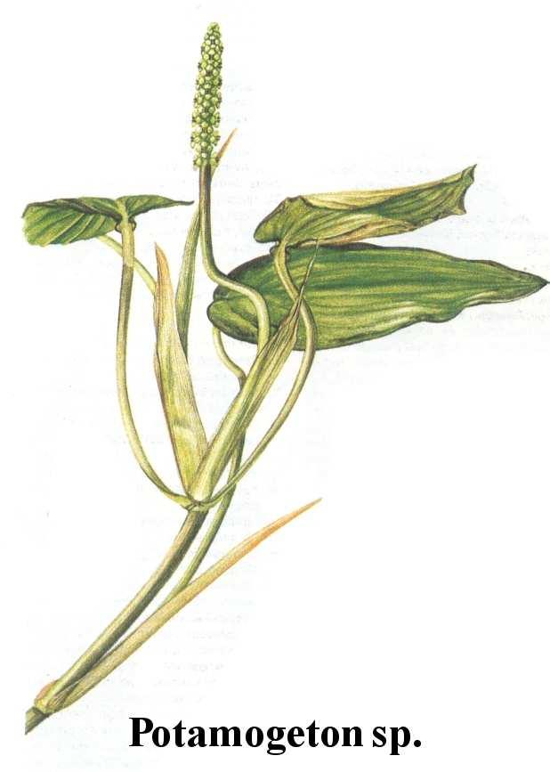 2. Gyökerezı (rögzült) hínárok: a.