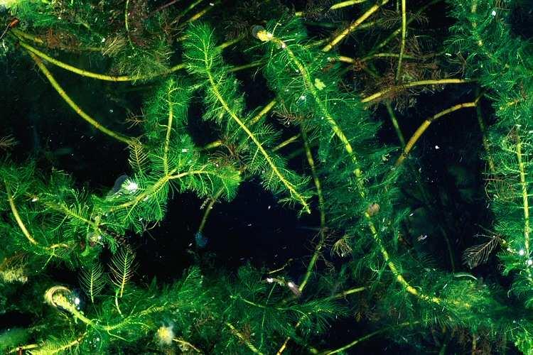 süllıhínár-fajok Myriophyllum-fajok Magyar név: Füzéres