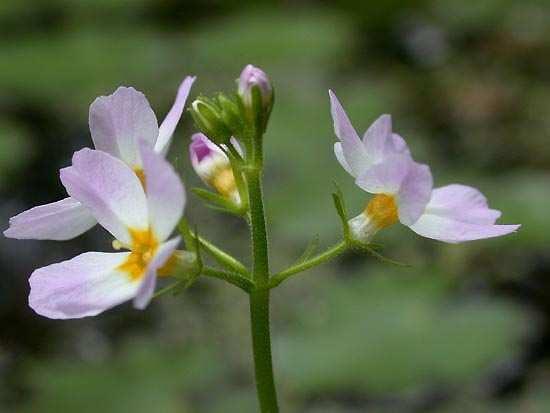 (Primulaceae) Flóraelem: európai Életforma: