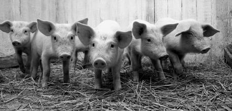 haszonállat Antibiotikumokra mindig szükség van Válassza a jól bevállt minőséget! ERRA-600 GYÓGYPREMIX A.U.V. Oxitetraciklinre érzékeny mikroorganizmusok okozta emésztő- és légzőszervi megbetegedések gyógykezelésére, sertés részére.