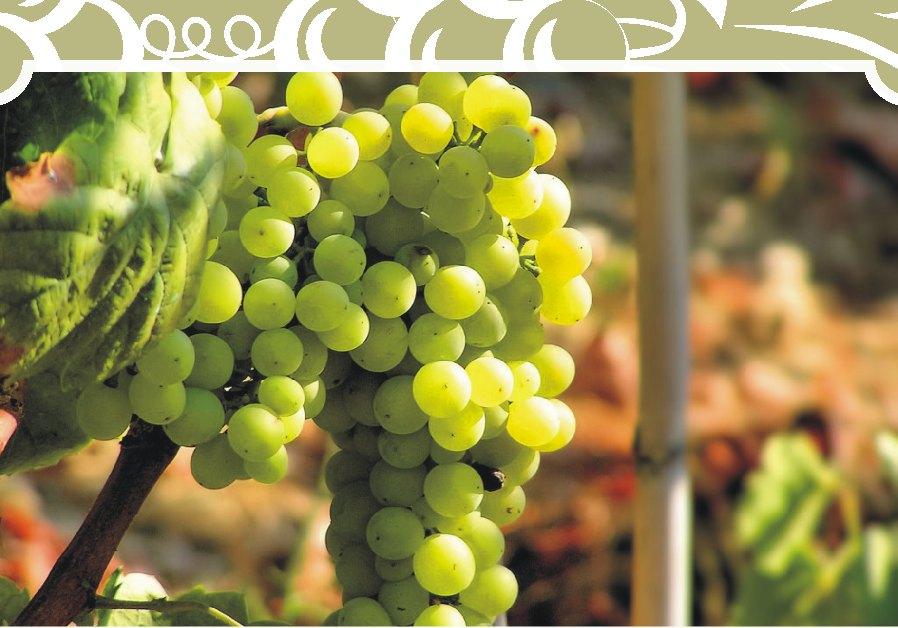 FEHÉR BOROK WHITE WINES TECHNOLÓGIA A szõlõ termesztését és bor elõállításának legfontosabb szabályait a világ legtöbb országában törvényileg szabályozzák.
