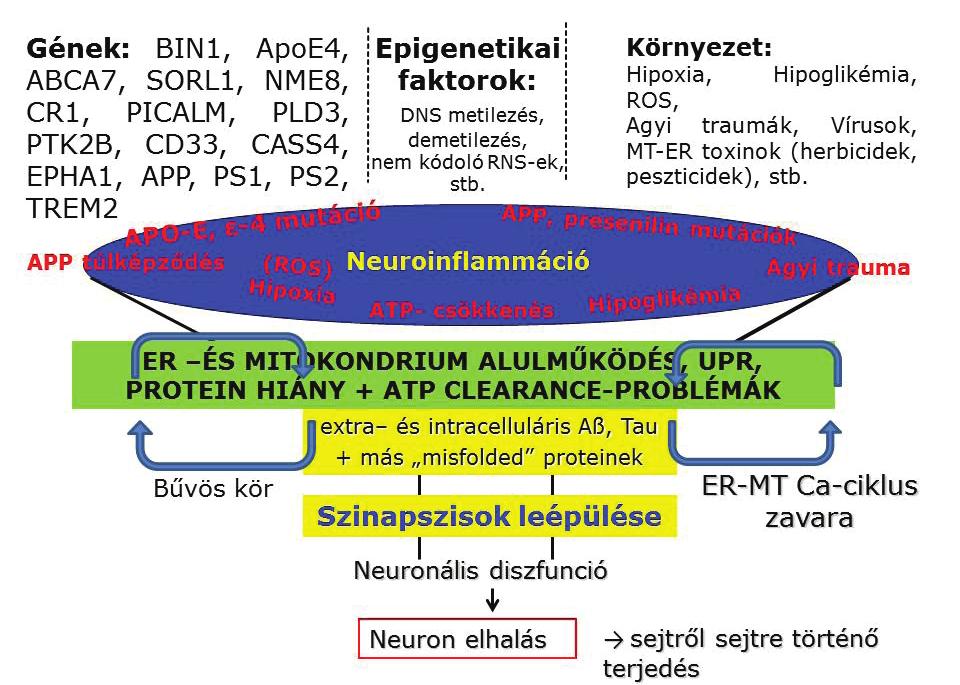 Ha részletesebben elemezzük ehhez a három úthoz tartozó sokféle genom variációt, a következő funkciók érintettek az AK-ban [30, 31]: - Amiloid-út (APP-endocitózis, processing, Aβ-bioszintézis): 7 gén