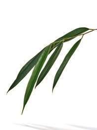 ml 5,60/ ml 32608 1399,- Love Nature tusolózselé olívaolajjal és aloe verával 500 ml 4,00/ ml 33334 Love Nature 2 az 1-ben sampon