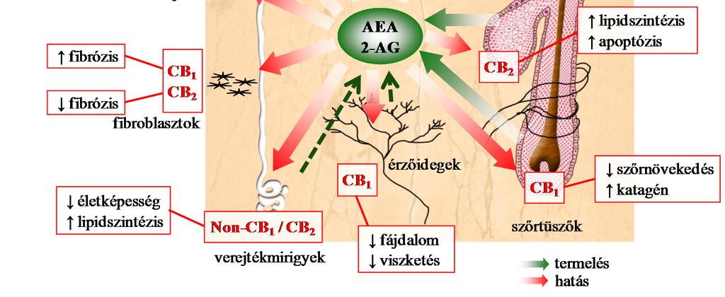 Fa gyűrű randevú klímaváltozás