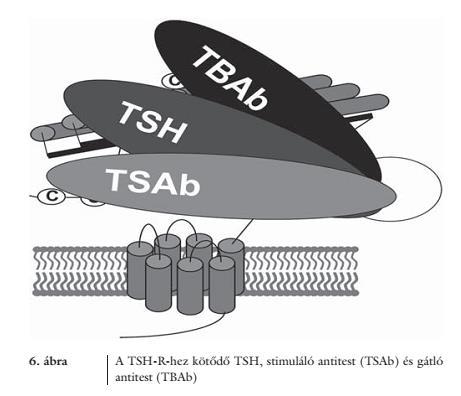 TSH-R elleni antitestek tipusai A stimuláló antitest a TSAb az extracellularis domain N terminalis régiójához kötődik és a TSH hatását utánozza hyperthyreosist okoz, nem hat rá a feed-back A blokkoló