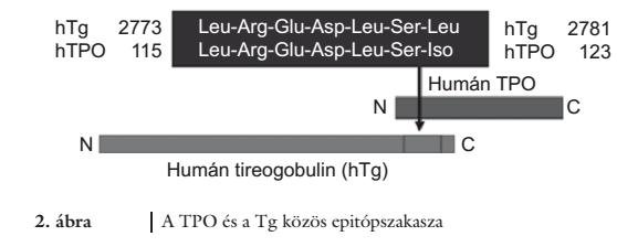 TPO(thyroid peroxidase) Sejtfelszíni antigén ami a sejtközvetített cytotoxicitásban vesz részt A TPO elleni antitestek egy részéről tudjuk, hogy direkt citotoxikusak, másik csoportjuk pedig gátolja