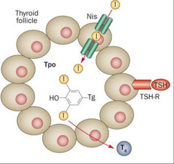 Thyreoglobulin (Tg) A thyreoglobulin a legnagyobb méretű és koncentrációjú autoantigén a pajzsmirigyben Oldható fehérje molekula,amely két 330-kDa molekulasúlyú monomer láncból áll (homodimer