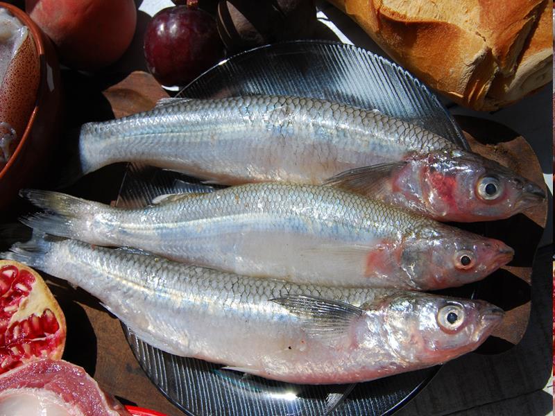 BÍRSÁGOLÁSI-ADÓ, JUH-ADÓ, SERÉS-ADÓ, MÉH- ÉS