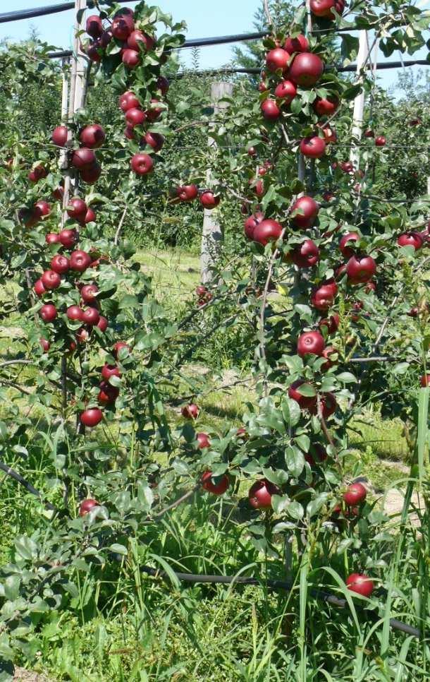 GYÜMÖLCS: Alakja kúpos, nagysága középnagy vagy nagy, fedőszíne barnáspiros, mely mérsékelt hamvassággal és középnagy lenticellákkal borított.