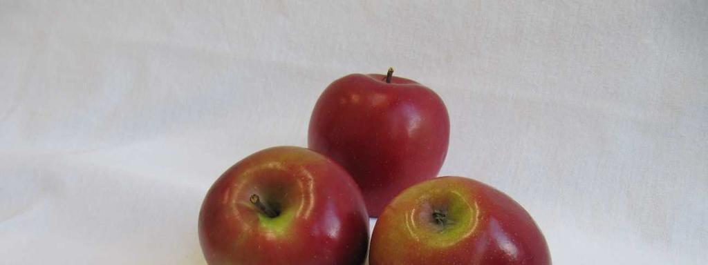 TOLERÁNS FAJTÁK INTEGRÁLT TERMESZTÉSRE Karneol (EUFO) Az integrált termesztésre alkalmas almafajták választékát bővíti ez a dekoratív alma, mely a favorizált klubfajtákkal is felveheti a