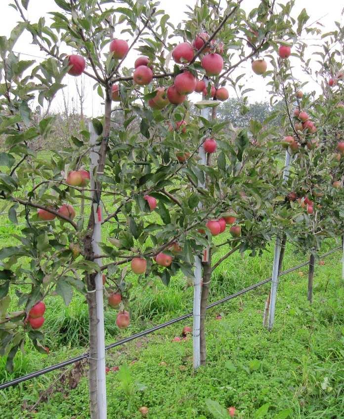 Lisztharmattal szemben ellenálló, a tűzelhalás fertőzésre virágai és hajtásai is mérsékelt rezisztenciával reagáltak. Virágainak igen jó fagytűrése a Golden Delicious fajtáét is meghaladja.