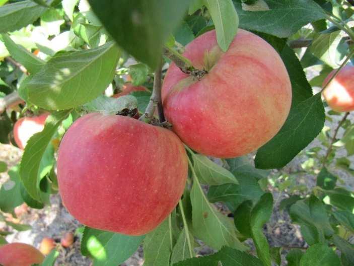 Tóth Magdolna RODONIT (előzetes nemesítői jelzés: MT-1) ANYAFAJTA: Golden Delicious. APAFAJTA: ismeretlen.