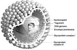 9. ábra: A Herpes simplex virus felépítése (forrás: http://diaproph.com.ua) Eddig 11 glikoproteint azonosítottak és legalább részben jellemezték őket.