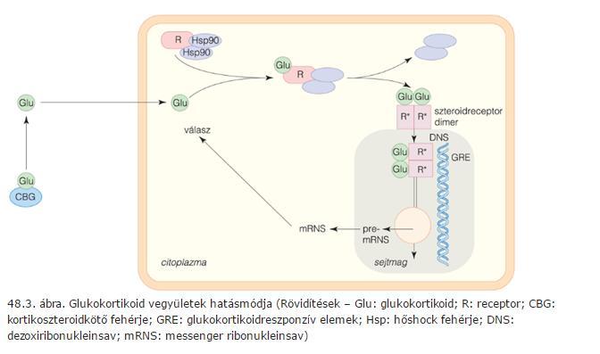 Glukokortikoidok hatásmódja A farmakológia