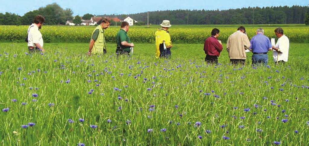 14 KÉTSZIKÛ GYOMNÖVÉNYEK Kétszikû gyomnövények Mezei acat (Cirsium arvense) Évelõ kétszikû növény.