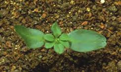 Ragadós galaj (Galium aparine) Magról kelõ egyéves, kétszikû növény.