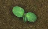 helyen szerepelt.  Ebszikfû (Matricaria inodora) Többnyire egyéves kétszikû növény.
