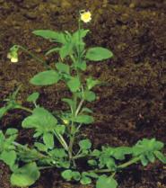 Mezei árvácska (Viola arvensis) Magról kelõ, egyéves kétszikû növény.