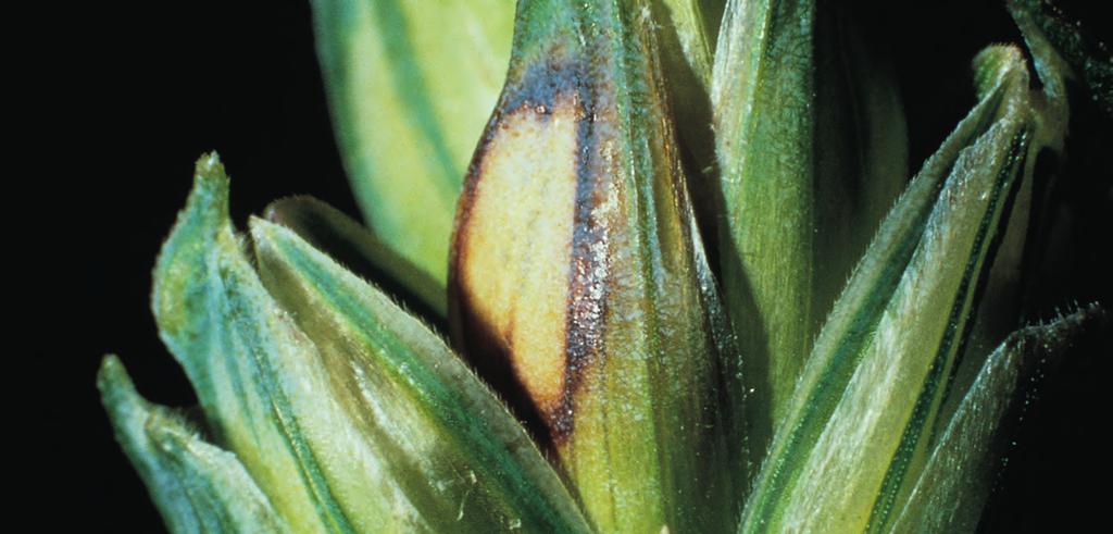 A kalászosok fuzáriózisa Több Fusarium-faj esetenként együtt is fertõzheti a kalászt: Fusarium graminearum (Gibberella zeae) F. culmorum (-) F. avenaceum (Gibberella avenacea) F.