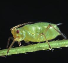 Az állomány ritkul, a növények hervadnak, elhalnak. Cserebogarak lárvái: pajorok (Melolonthidae) Kárképük, fejlődési idejük többé-kevésbé a drótférgekével azonos.