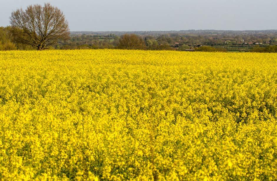 Nemesítő: A REPCÉK HERCEGE AGRONÓMIAI közép-korai 625 ezer csíra/ha augusztus 20-tól szeptember 15-ig ŐSZI KÁPOSZTAREPCE ÚJ HARRY Fajtarepce Modern genetikájú fajta repce.