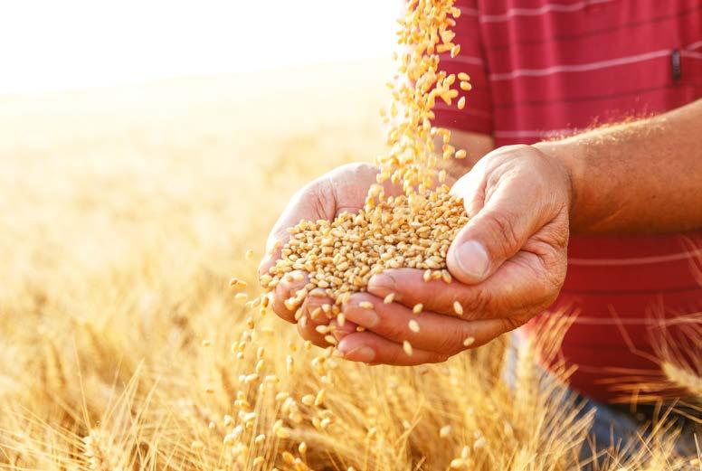 bőtermő és prémium ŐSZI KALÁSZOSOK MIDAS ADESSO GAUDIO PEDRO BAROK BALATON REBELL AURADUR ALORA POLEGO prémium őszi búza prémium őszi búza bőtermő őszi búza