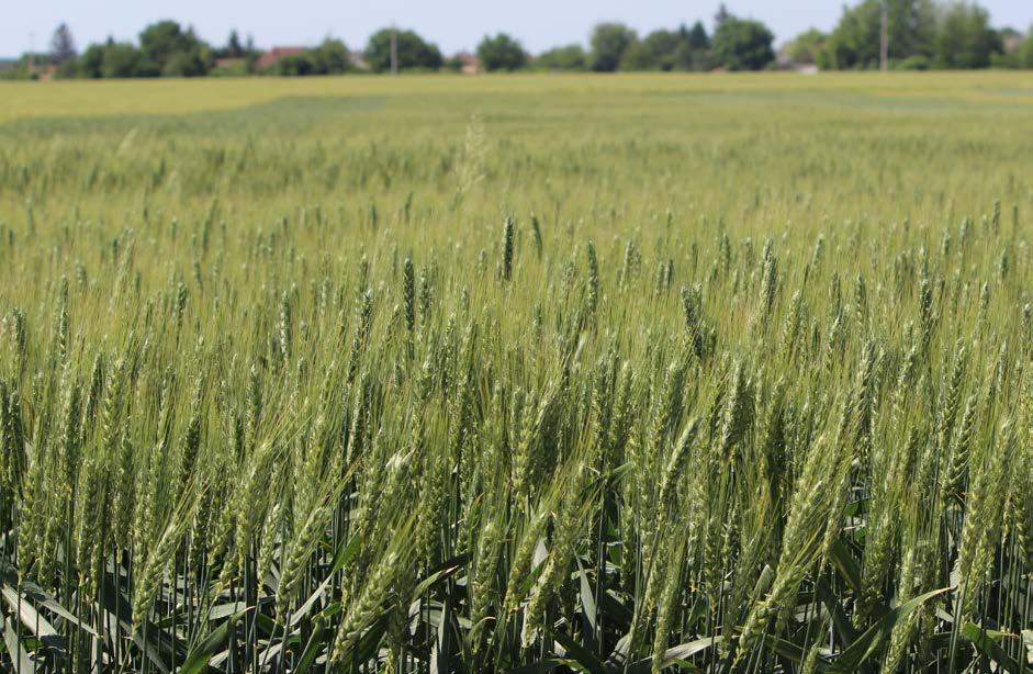 Nemesítő: TENGERNYI PRÉMIUM PRÉMIUM ŐSZI KALÁSZOS AGRONÓMIAI Kalásztípus: szálkás kalászú korai 3,5-3,8 millió csíra/ha 170-190 kg/ha október 5-től október 15-ig MIDAS Prémium őszi búza A Prémium