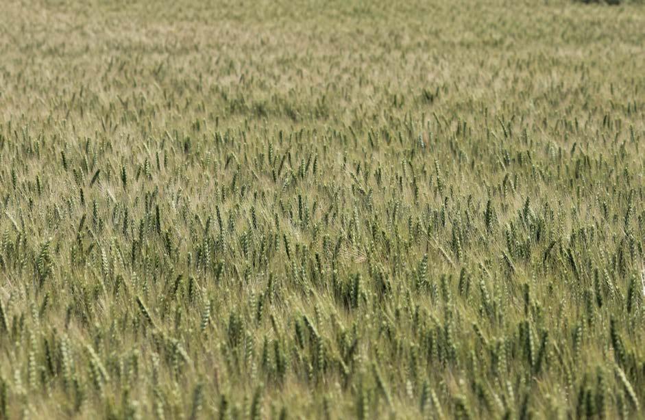 Nemesítő: A SZÁLKÁS BŐTERMŐ BŐTERMŐ ŐSZI KALÁSZOS AGRONÓMIAI Kalásztípus: szálkás kalászú korai 3,5-3,8 millió csíra/ha 170-190 kg/ha október 5-től október 20-ig ÚJ GAUDIO Bőtermő őszi búza A