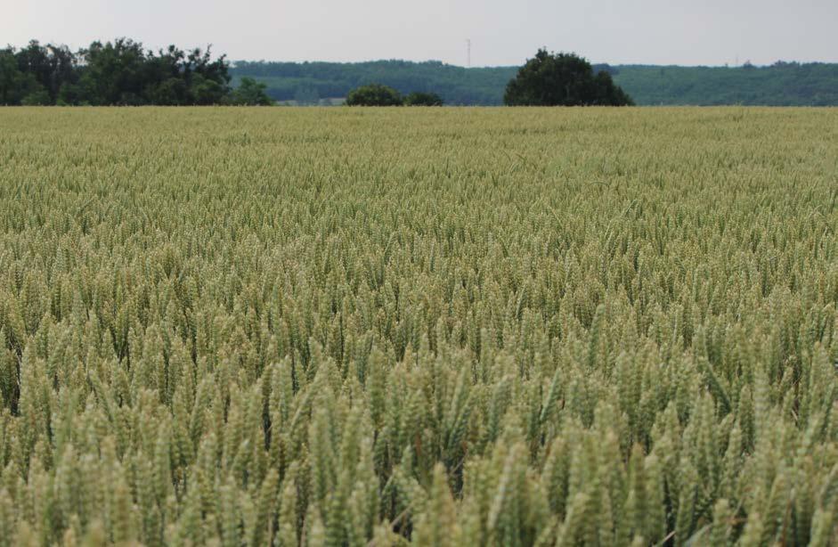 Nemesítő: TENGERNYI TERMÉS AGRONÓMIAI Kalásztípus: tar kalászú korai 3,8-4,1 millió csíra/ha 170-190 kg/ha BŐTERMŐ ŐSZI KALÁSZOS szeptember 25-től október 20-ig BALATON Bőtermő őszi búza TERMELŐI