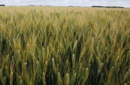 Nemesítő: AUSZTRIA KEDVENCE AGRONÓMIAI Kalásztípus: szálkás kalászú közép-korai 3,8-4,3 millió csíra/ha 180-210 kg/ha PRÉMIUM ŐSZI KALÁSZOS szeptember 25-től október 20-ig AURADUR