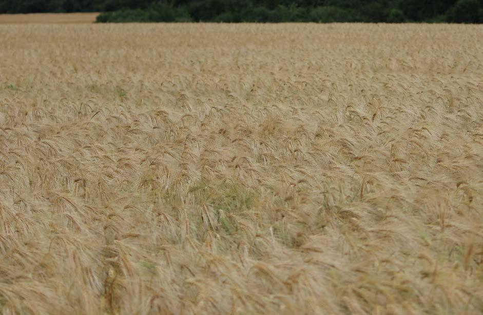 A PANNON BŐTERMŐ AGRONÓMIAI közép 3,8-4,1 millió csíra/ha 170-190 kg/ha szeptember 25-től október 20-ig BŐTERMŐ ŐSZI KALÁSZOS Nemesítő: ALORA Bőtermő őszi búza (hatsoros) Az Alora egy modern