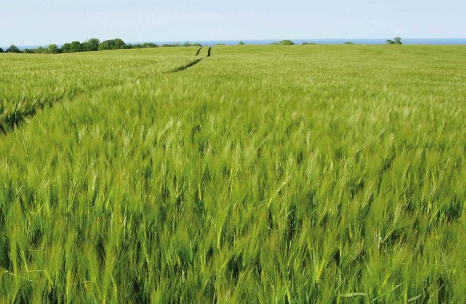 AGRONÓMIAI Kalásztípus: szálkás kalászú közép 3,9-4,2 millió csíra/ha 180-200 kg/ha március 1-től március 25-ig PRÉMIUM TAVASZI KALÁSZOS AZ ÚJ GENERÁCIÓS SÖRÁRPA ÚJ KWS AMADORA Tavaszi sörárpa