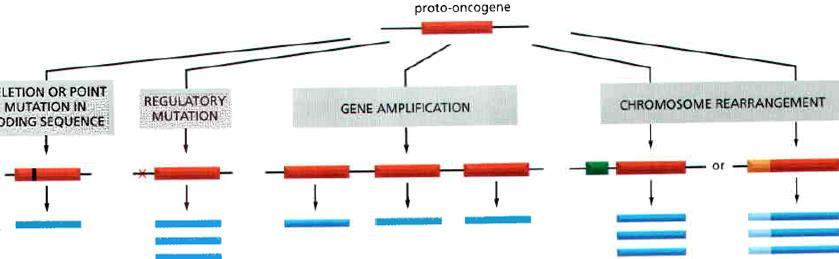 A proto-onkogén onkogén átmenet okai Alberts: Molecular Biology of the Cell, 2008 PROTO-ONKOGÉN DELÉCIÓ VAGY PONTMUTÁCIÓ, KÓDOLÓ RÉGIÓBAN MUTÁCIÓ SZABÁLYOZÓ RÉGIÓBAN GÉN-AMPLIFIKÁCIÓ KROMOSZÓMA