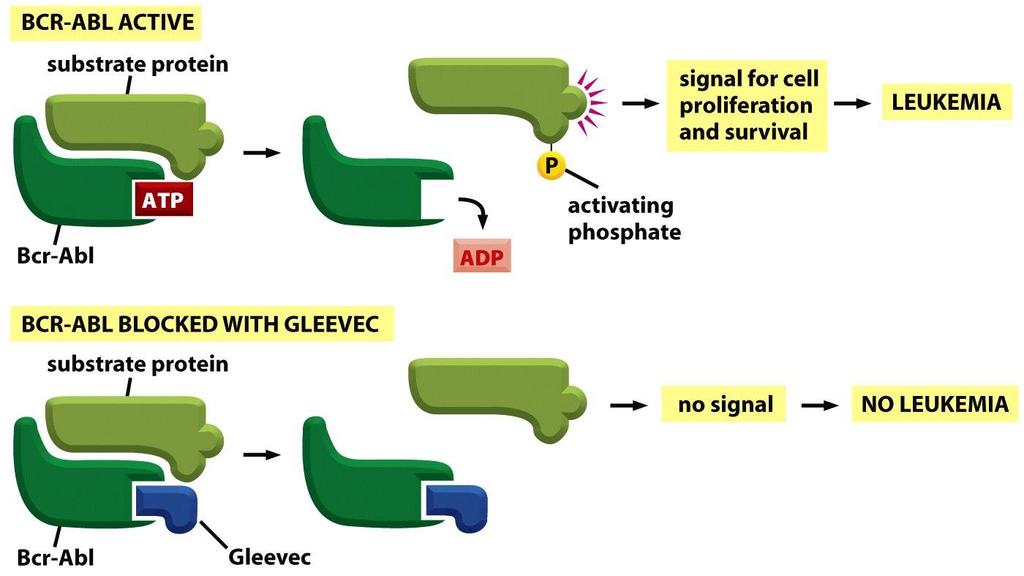 Alberts: Molecular Biology of the Cell, 2008 Egy sikeres