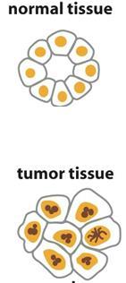 microarray (RNS-chip) In vivo: - RNS