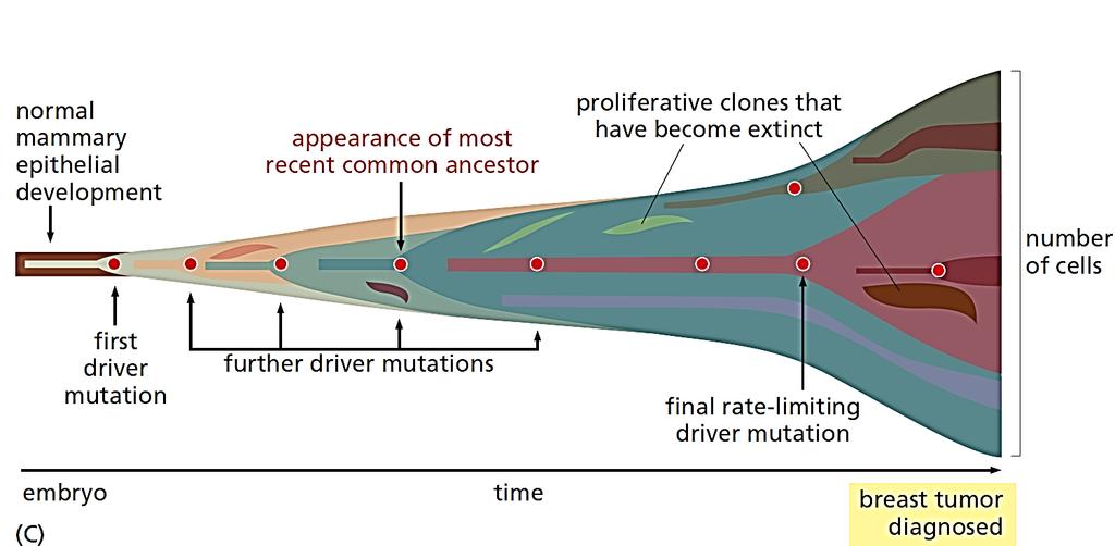 A daganatos elváltozás egy mikroevolúciós folyamat eredménye Alberts: Molecular Biology of the Cell, 2014 (A különböző színek genetikailag különböző szubklónokat jelölnek A daganat progressziójában